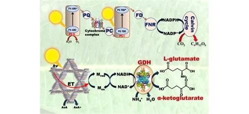 In-situ Prepared 2D Covalent Organic Framework as a Photocatalyst | IAAM